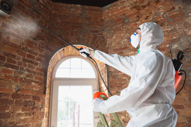 Why You Should Choose Our Mold Remediation Services in Rocklin, CA