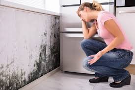 Best Mold Odor Removal Services in Rocklin, CA